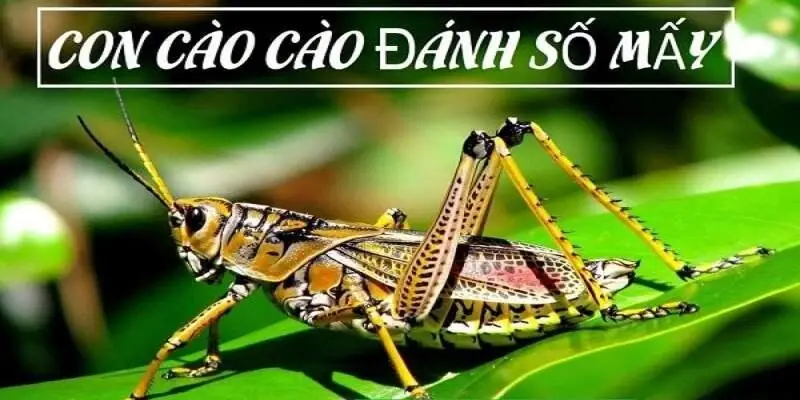 Con số may mắn nên đánh tại F8bet khi mơ thấy con cào cào